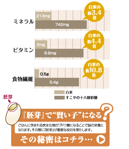 ミネラル・ビタミン・食物繊維